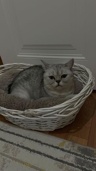 Срочно в хорошие руки,с  фото отчётом!