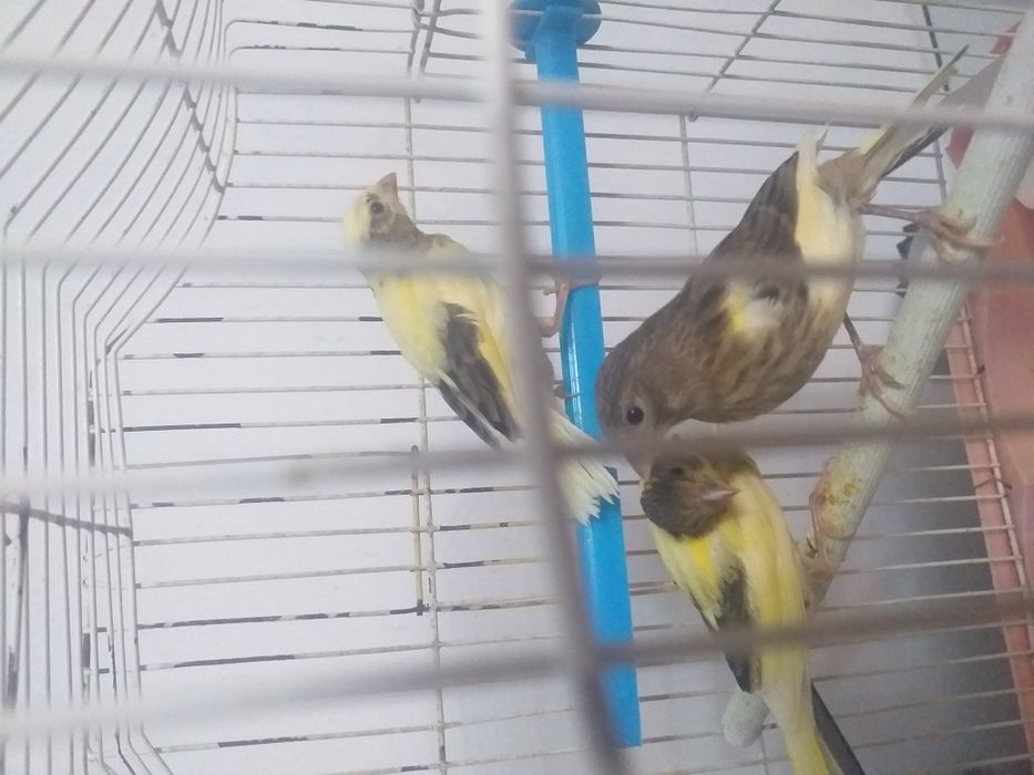 Канарейки поющие