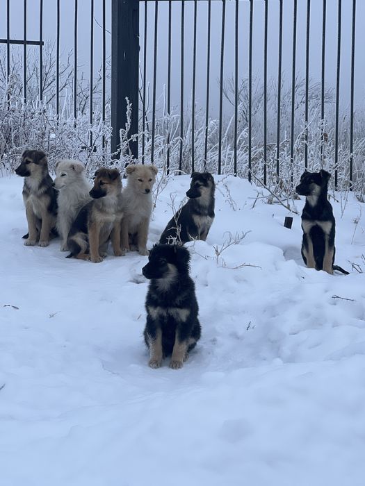 Отдам щенят в добрые руки