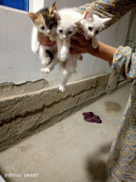 Erini eshakda sikayotgan xotinning surati.