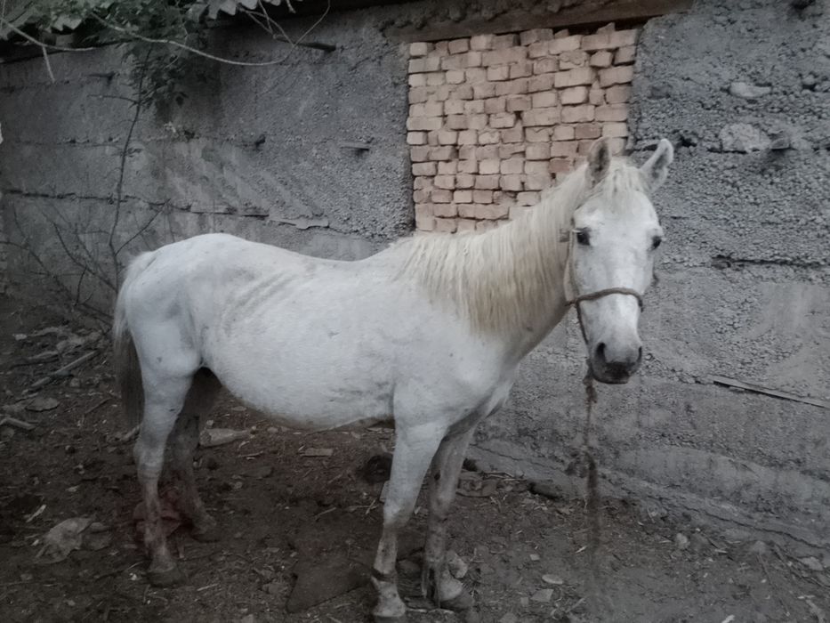 Семыз биелер Багасы 650-550