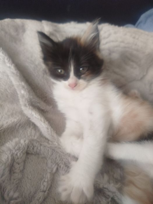 Котята смесь британской длинношёрстной