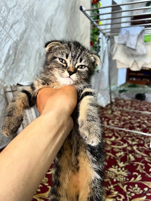 Mushuk Shotland osanguloq (Scottish Fold): 200 000 so’m