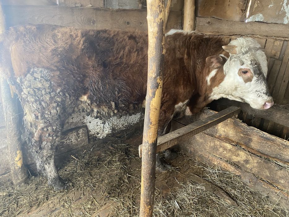 Продам двух бычков