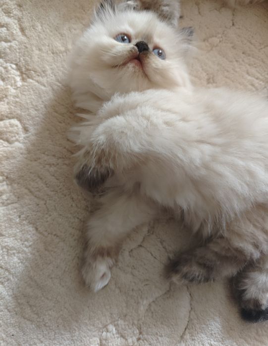Pui pisică British Longhair