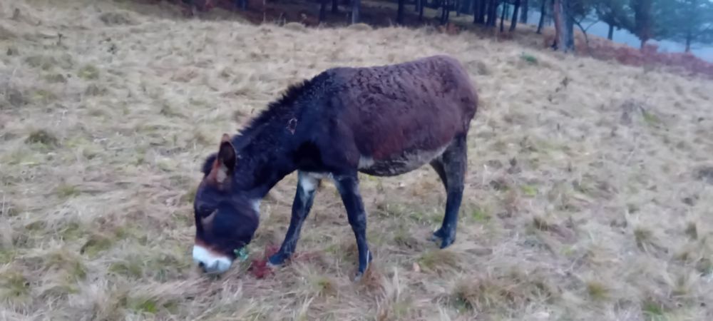 Magarita magari magar