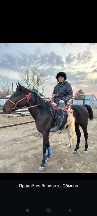 Жеребцы айгырлар