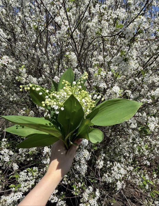 Продам дачу по Зерендинской трассе
