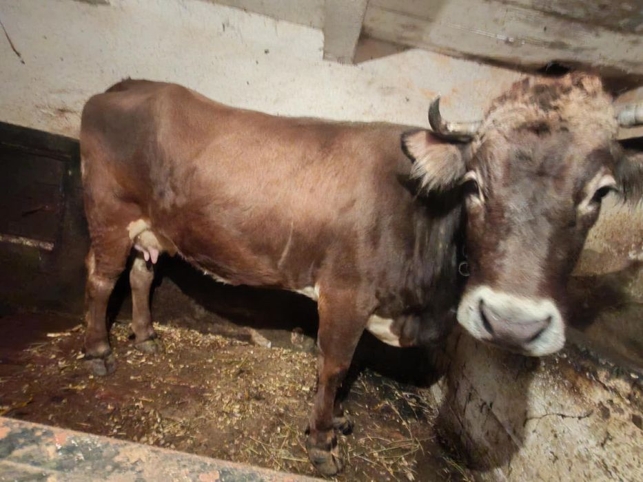 De vânzare vaca brună