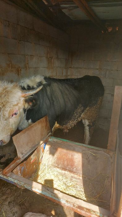 Бычок полтарашка