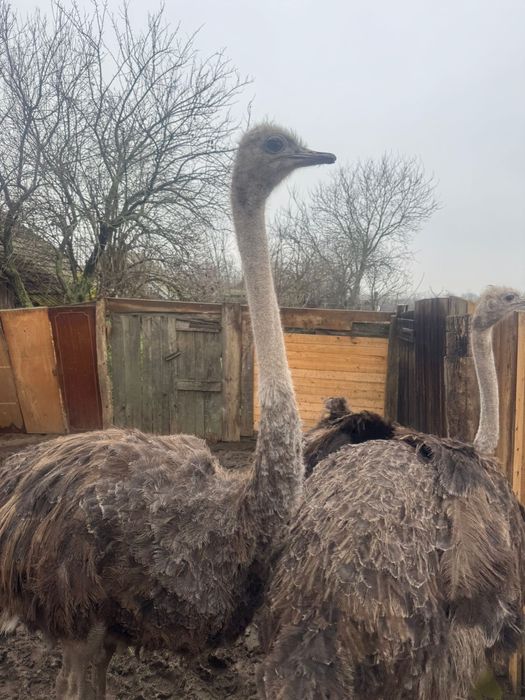 Vand  2 familii de struti