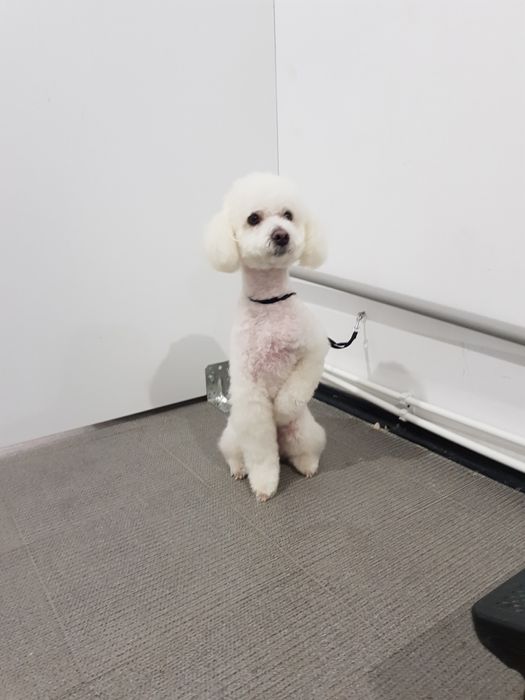 Frizerie canina,felina,cabinet veterinar Petroșani