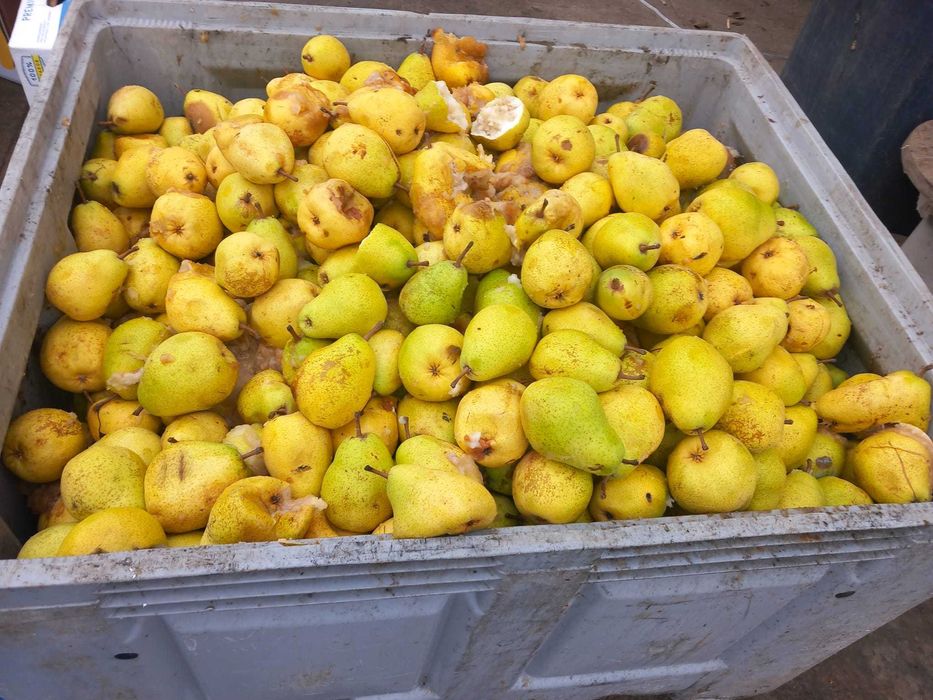 Pere pentru suc și țuică