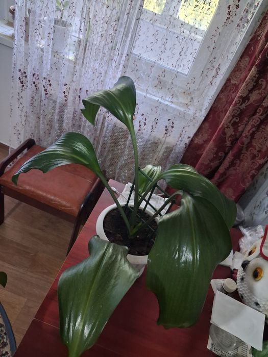 Продам Эухарис (Амазонская Лилия]