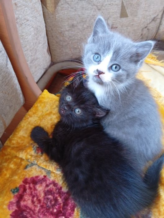 Отдам котят в добрые руки