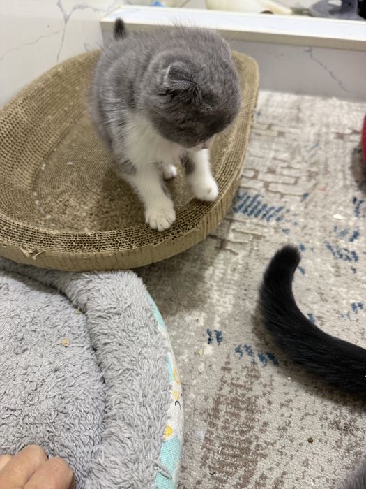 Котенок 2 месяцев