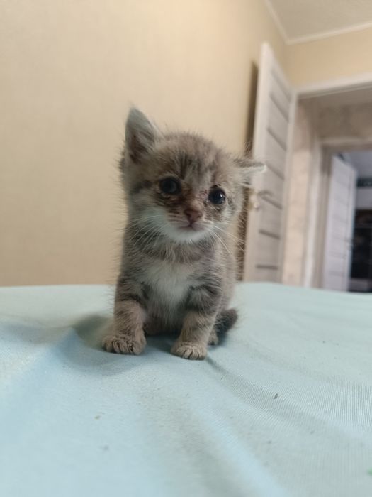 Маленькие котята