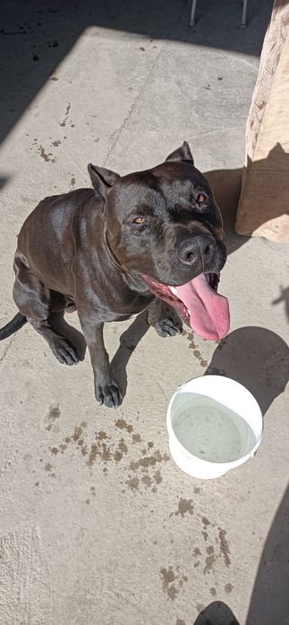 Питбуль ищет невесту. Для вязки.