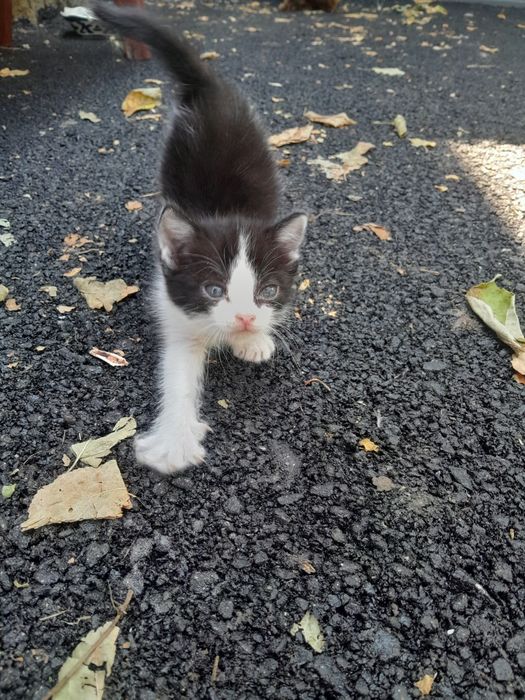 Котенок в добрые руки