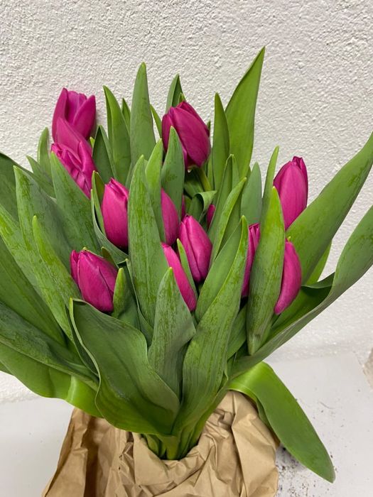 Тюльпан цветы оптом