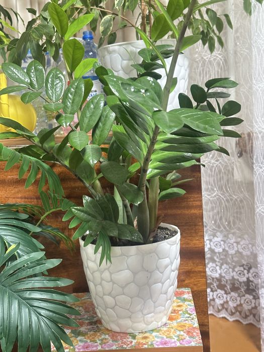 Фикус замиокулькас