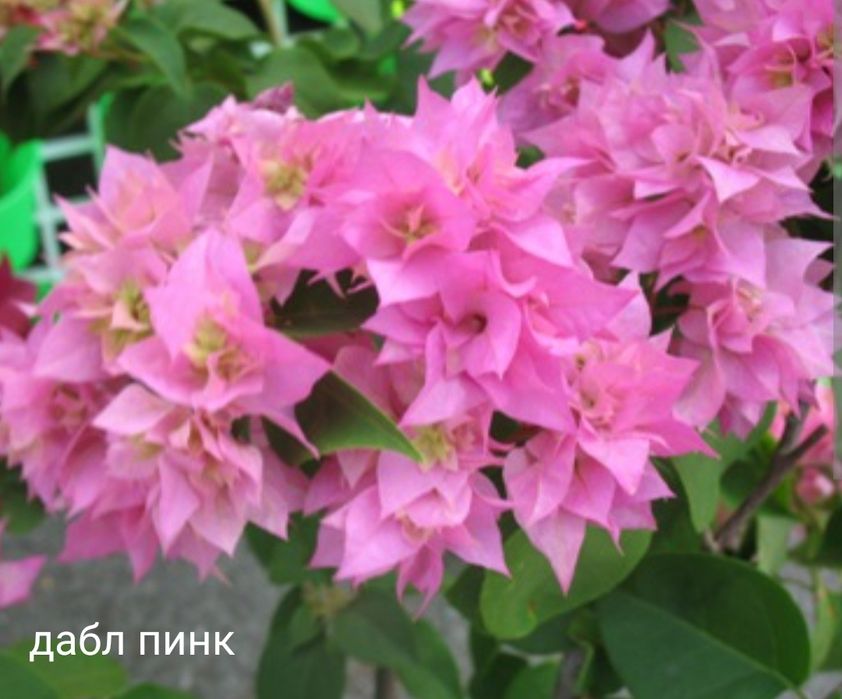 Продам бугенвиллеи