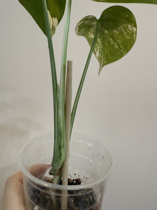 Монстера Альба 10000 тенге