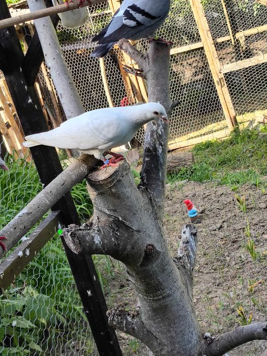 Porumbei voiajori și pavași