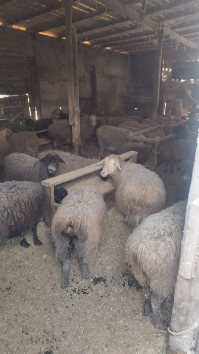 Қой, тоқты сатамын