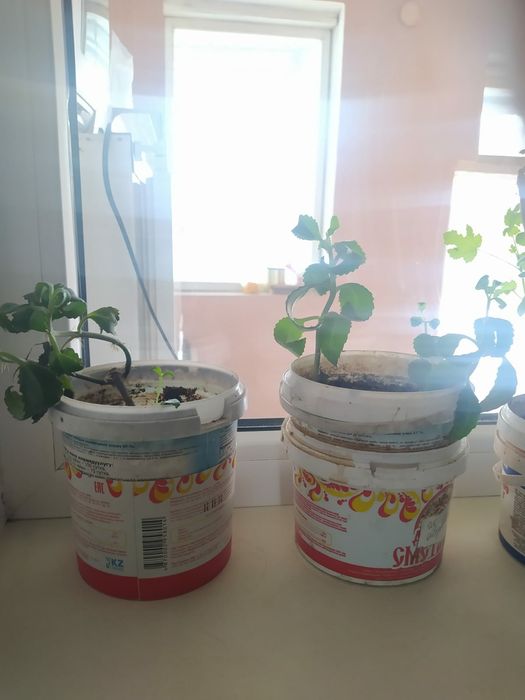 Комнатные цветы продам