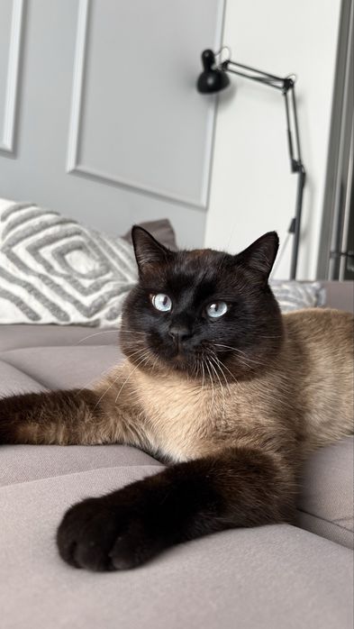 Кот Томпи ищет дом