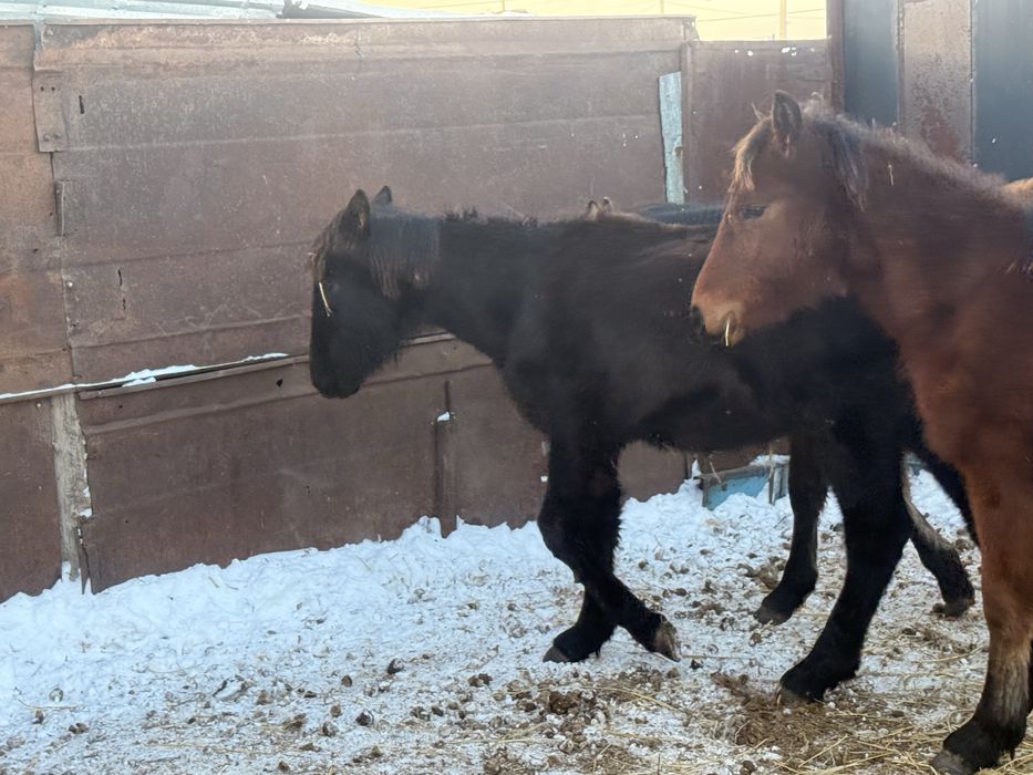 Продам жеребят на согым