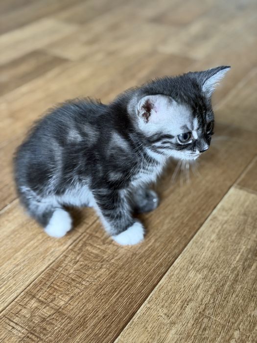 Отдадим котят мальчик и девочка