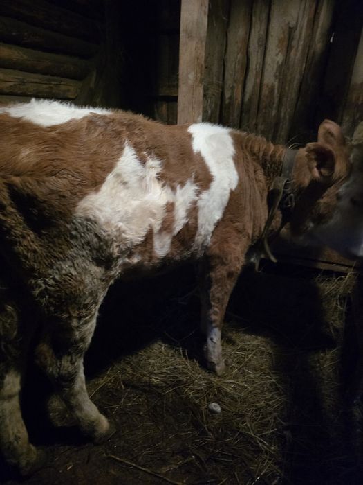 Vitică de 2 luni jumate