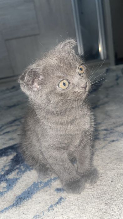 Отдам котёнка в добрые руки. Mushukchani mehribon qo‘llarga beramiz