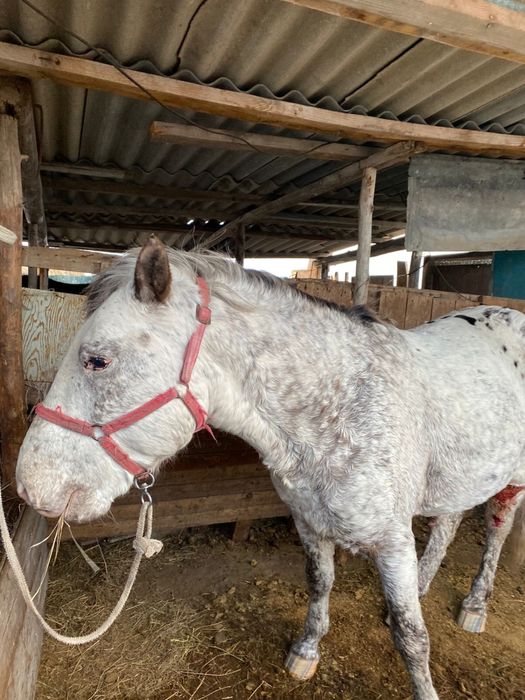 Айгыр сатылады !