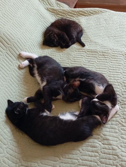 Срочно котята ищут дом!