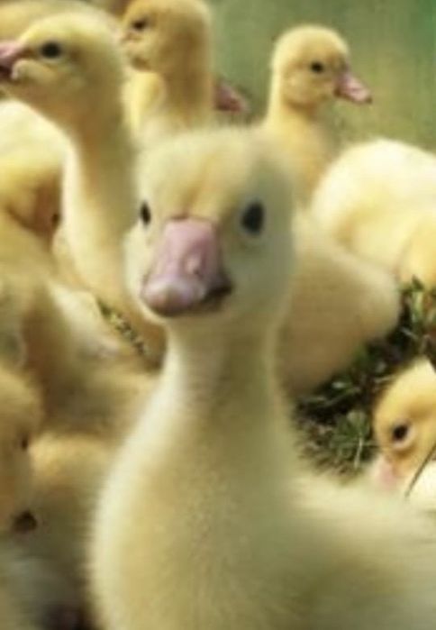 Қаз балапандары бар