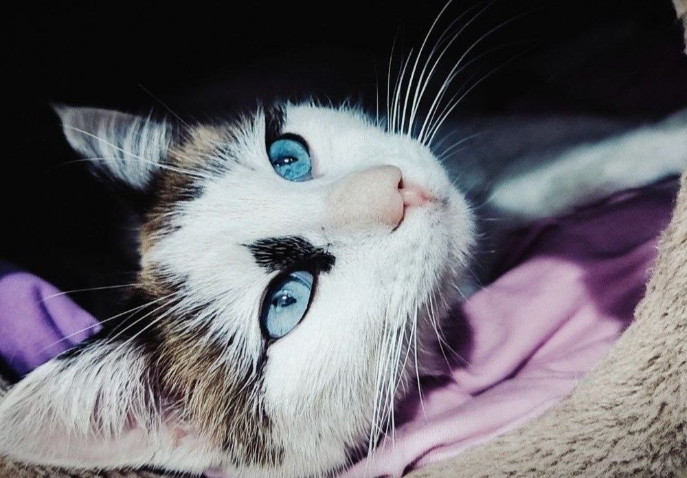 Кошка Муся ищет дом и заботливые ручки.