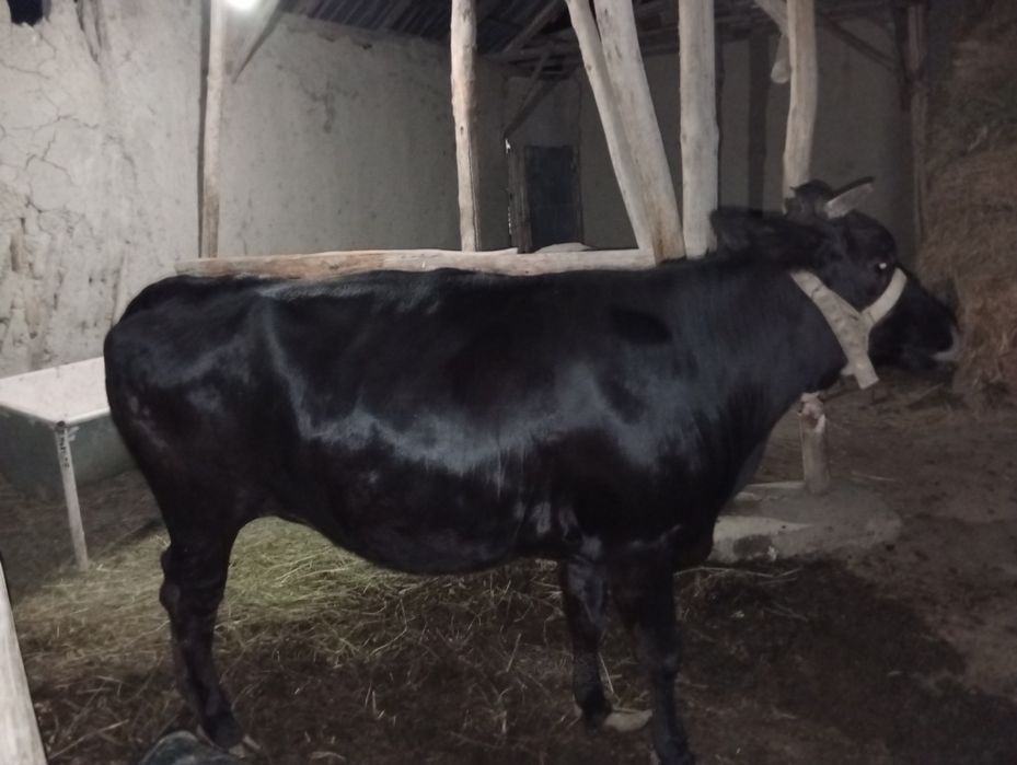 G'unojin,Sigir sotiladi