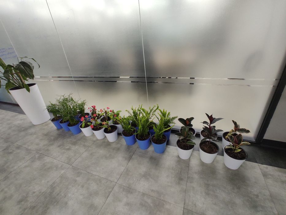 Уход за комнатными растениями