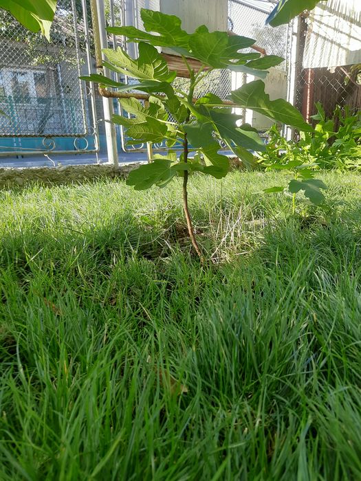Bananier Musa Basjoo, smochin, ficus,  arbore de jad