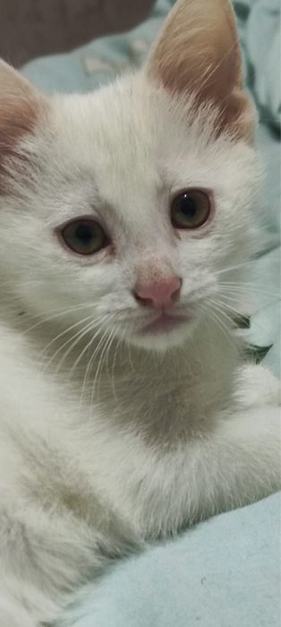 Котенок мальчик