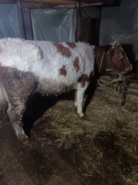 Vând 2  vaci de patru ani