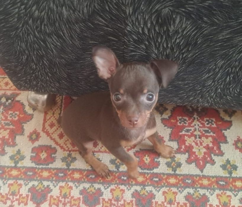 Продам той терьера. Девочка