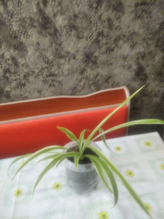 Хлорофитум цветок