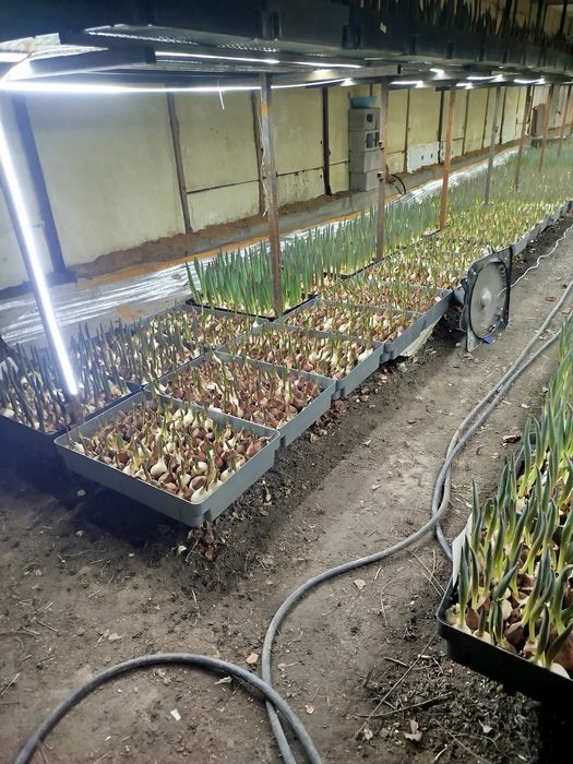 Тюльпан  заказ аламыз