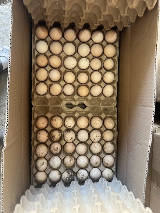 Инкубационный яйцо