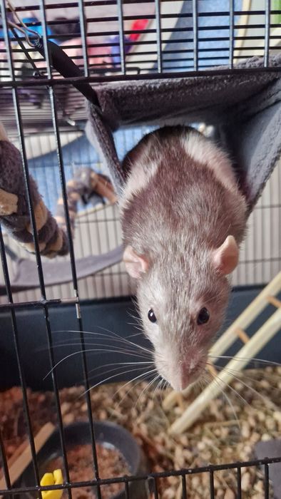 Продаётся клетка с крысой
