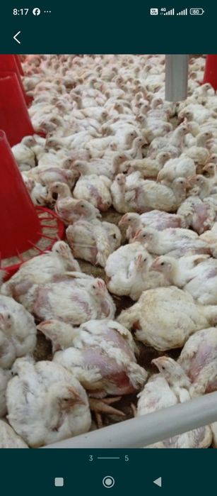 Бройлер балапан цыплята